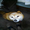 まーくん(っ ´-` c)