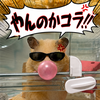 カリン【🎧🌿】