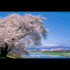 千本桜🐈🥟