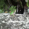 釈