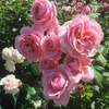 pinkrose