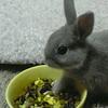 ふわふわ