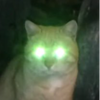 ニャントロ