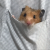 あんぱんまん