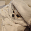 うさぎ