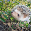 🤗tamago 🦔