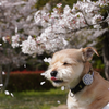 ゆうき🐶 