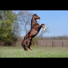 馬たん🐎