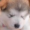🐶鳳雛（ほうすう）☔