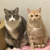 コロ助