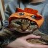 🐱はた🐱