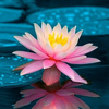 ❀流華❀