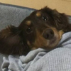 うずら