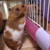 ゆう