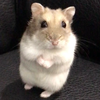 unかやぴち