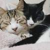 ぽてと🐱