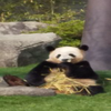 やう