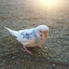 チュンチュン