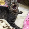 ちゃあっち