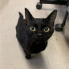 96ネコ🐈‍⬛🎀