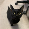 96ネコ🐈‍⬛🐾🎀