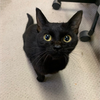 96ネコ🐈‍⬛🐾🎀