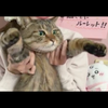 96ネコ🐈‍⬛🐾🎀