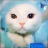 シロウ