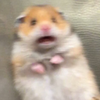 はむちゃん