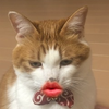 Riko‪✂︎‬🐯‪✂︎‬🥚