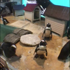 ぴぴぽ
