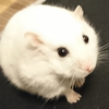 おじたんマン