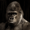 最強のウッホ🦍