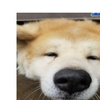 犬好き