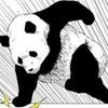 パンダ🐼