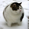 こまさん