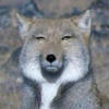 チベットスナギツネ