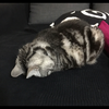 にゃんこ