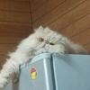 もちたろー