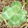  seigin omikata