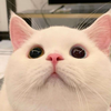 とうふ