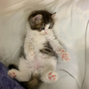 й¡¡йа(レオ🐈)