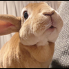 オニちゃんひまり🐷🍠🎷