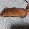 シャコ