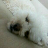 犬好きたまご