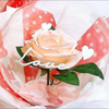 まい🌹