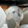 槞威