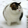 油性