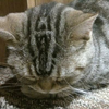 ちゃんちー