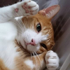 むちゅ
